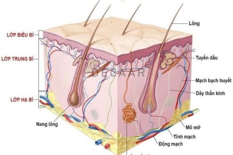 #1 Chu Kỳ Thay Da Là Gì? Bạn Cần Phải Làm Gì Khi Thay Da