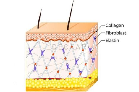 [Giải Đáp] Sợi Collagen Và Elastin Có Vai Trò Gì Trong Da?